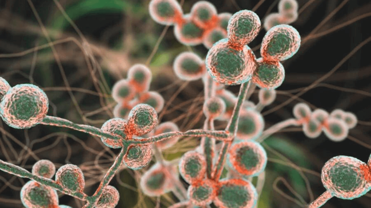 13 Major Facts About Candida auris