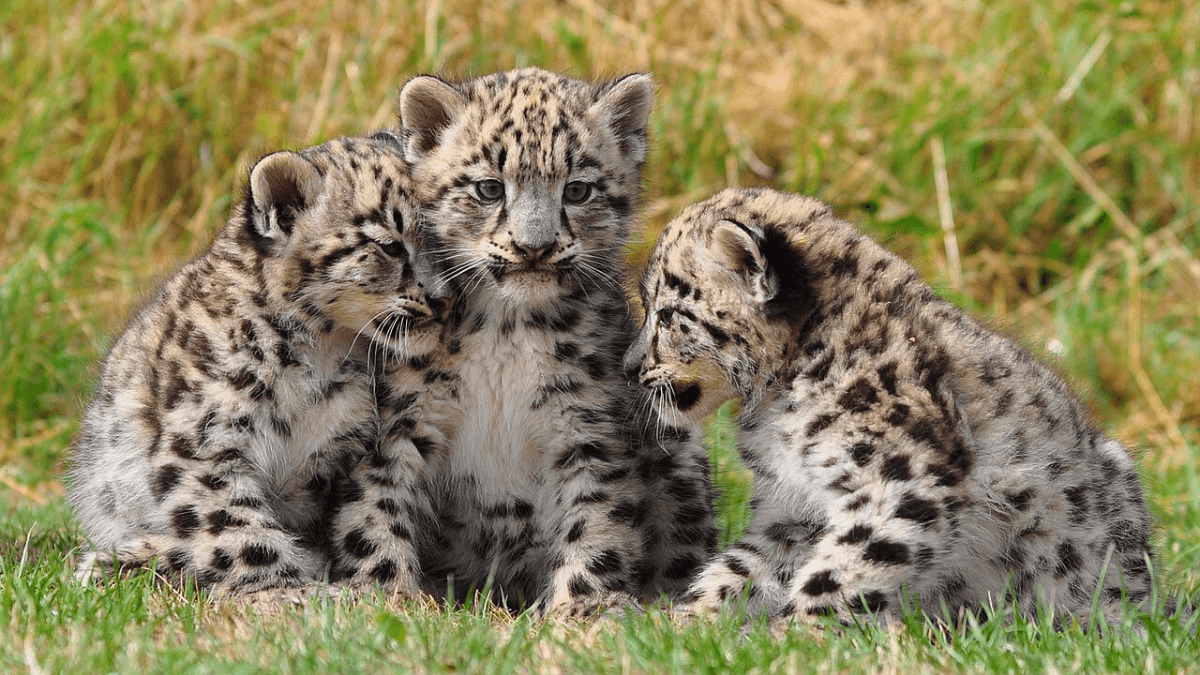 15 Major Facts About Snow Leopard (Panthera uncia)