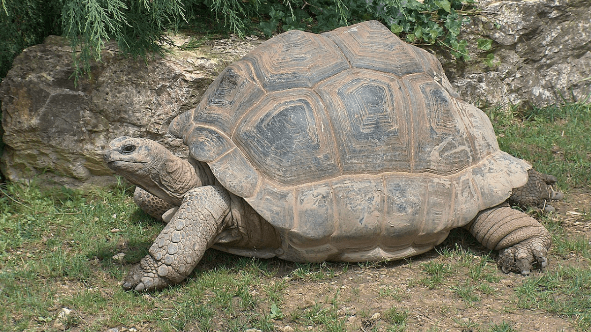15 Major Facts About The Aldabra Giant Tortoise