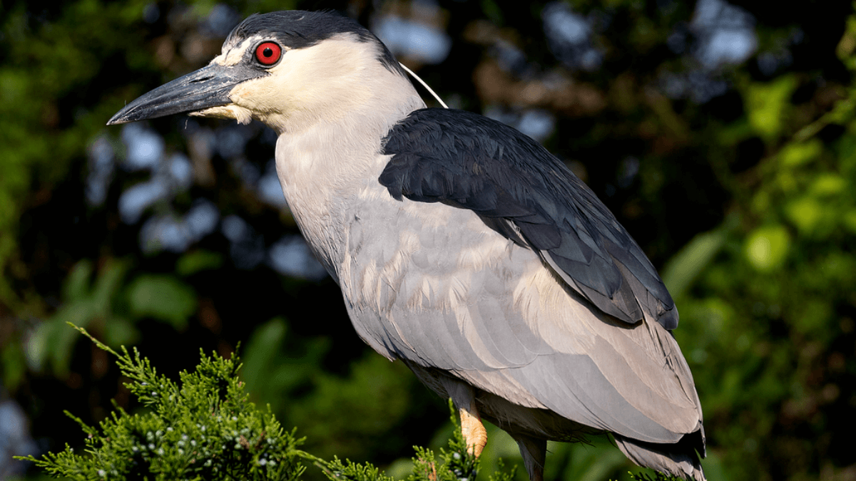 15 Major Facts About The Black-Crowned Night Heron (Quark Bird)