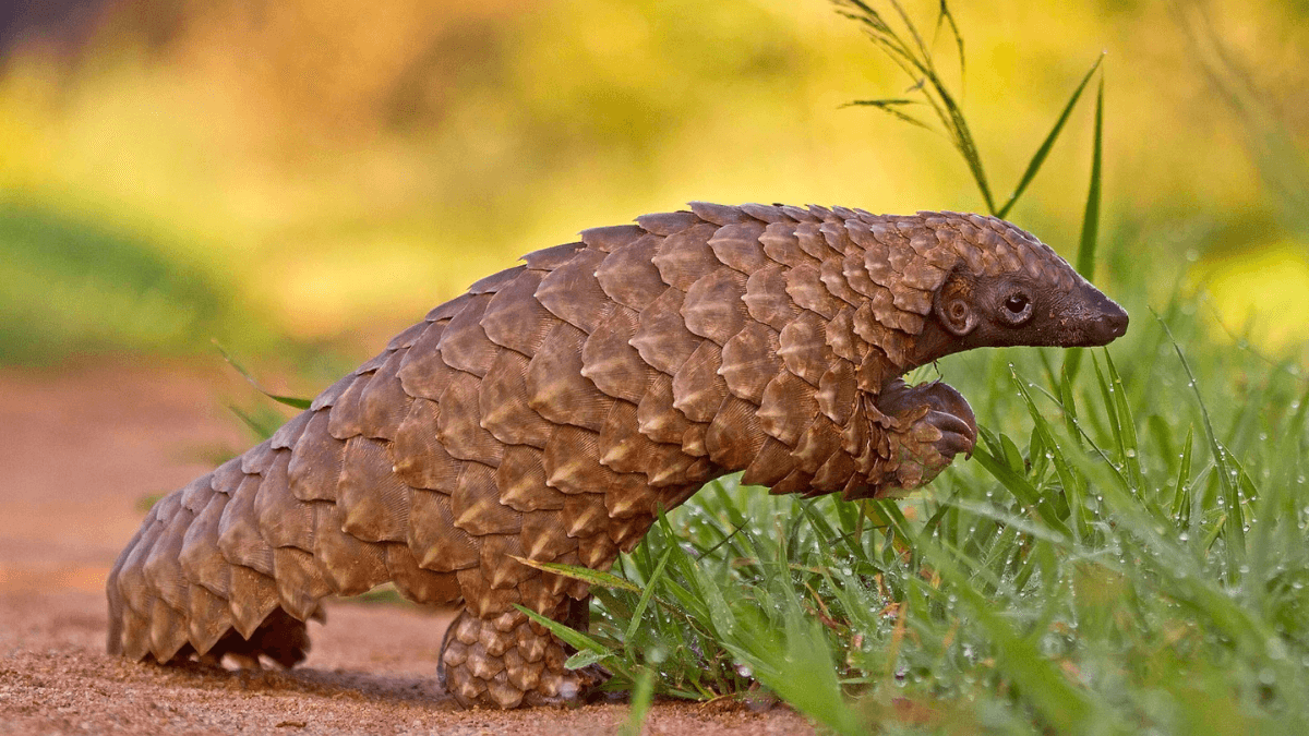 15 Major Facts About The Indian Pangolin