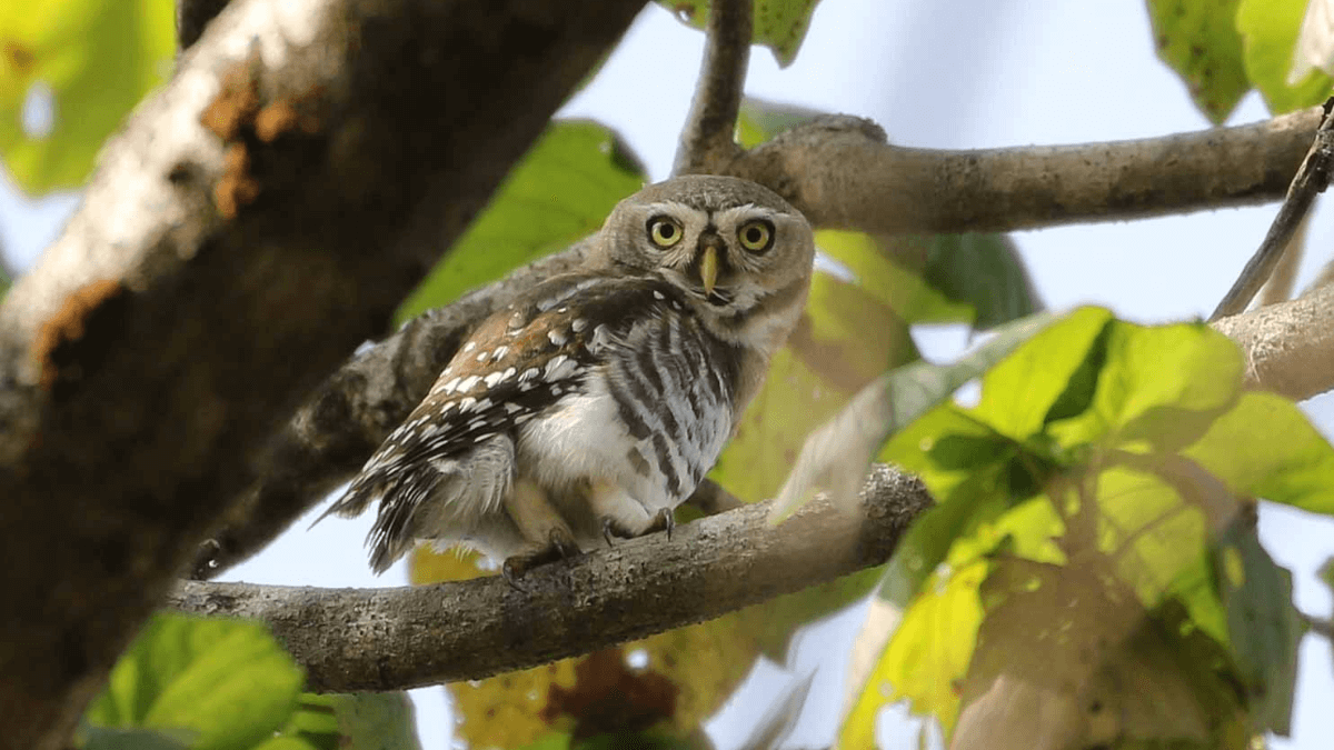 16 Major Facts About Forest Owlet